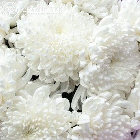 Букет из 9 одноголовых белых хризантем в розовой пленке