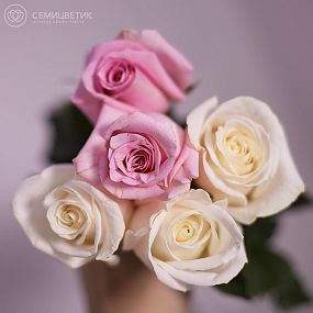 Букет из 5 розовых и белых роз 50 см (Эквадор)