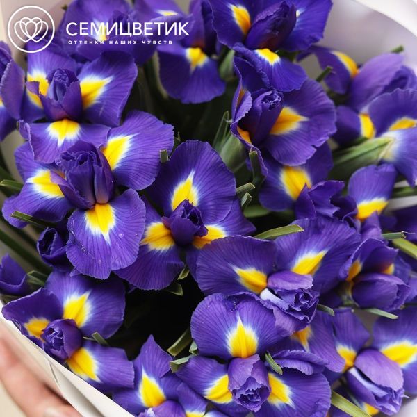 Букет из 25 синих ирисов в белой круглой упаковке