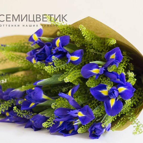 Букет из 25 синих ирисов и Грин Белла