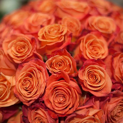 Оранжево-красные розы Orange Crush 40 см (Эквадор)