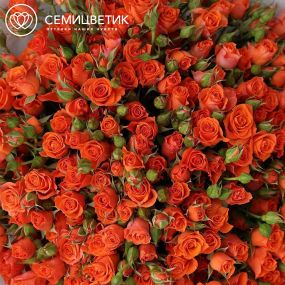 Букет из 51 оранжевой кустовой розы 40-50 см (Россия)