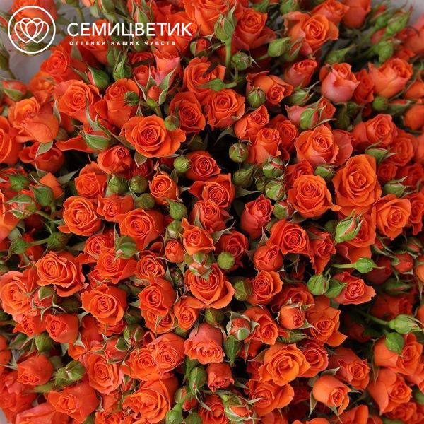 Букет из 51 оранжевой кустовой розы 40-50 см (Россия)