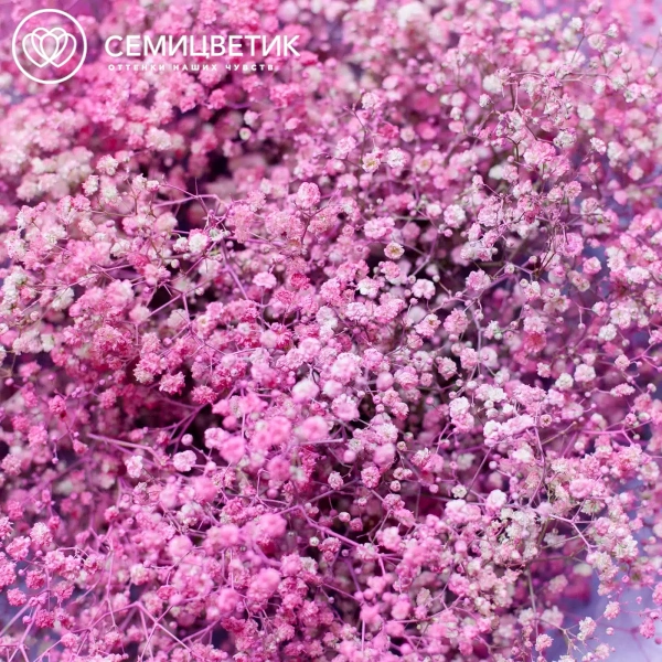 Букет из 25 розовых гипсофил в сиреневой пленке