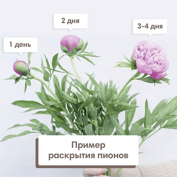 Букет из 7 пионов Standart микс