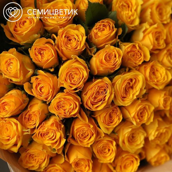 Букет из 51 желтой розы 40 см (Кения)