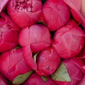 Букет из 9 ярко-розовых пионов Command Performance Premium в кремовой пленке