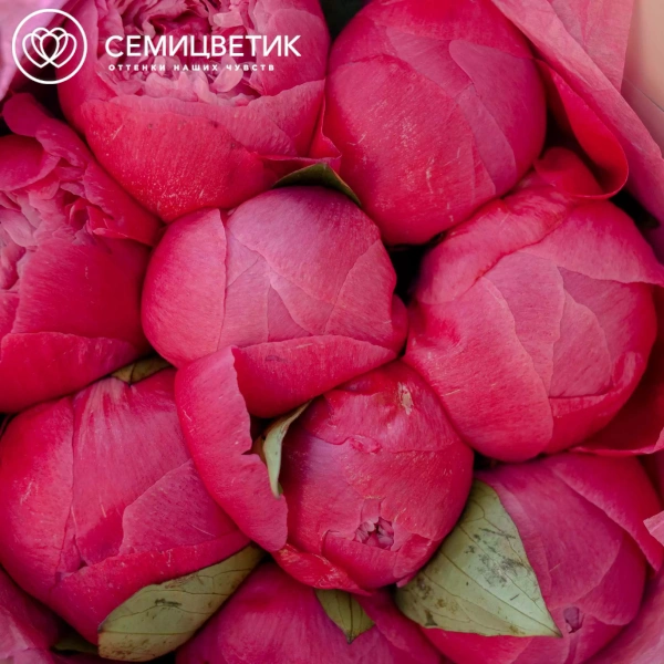 Букет из 9 ярко-розовых пионов Command Performance Premium в кремовой пленке