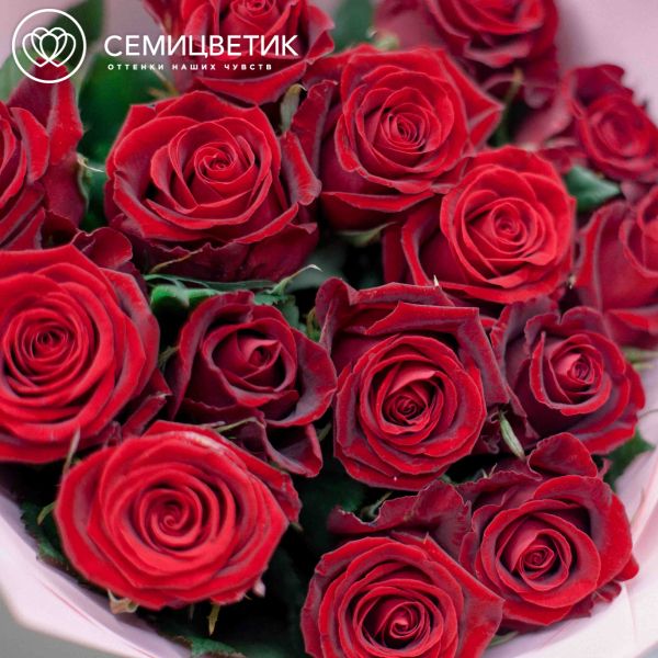 Букет из 15 красных роз 70 см (Россия) в розовой пленке