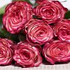 Розовые Биколор розы 40 см (Кения) Premium
