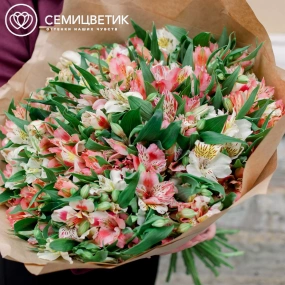 Букет из 51 альстромерии нежный микс в упаковке