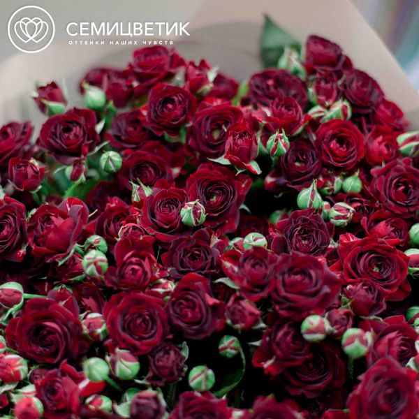Букет из 25 красных кустовых роз 70 см (Россия)