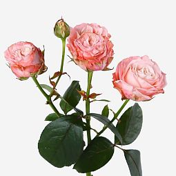 Роза пионовидная кустовая Madam Bombastic 40 см Нежно-розовая поштучно