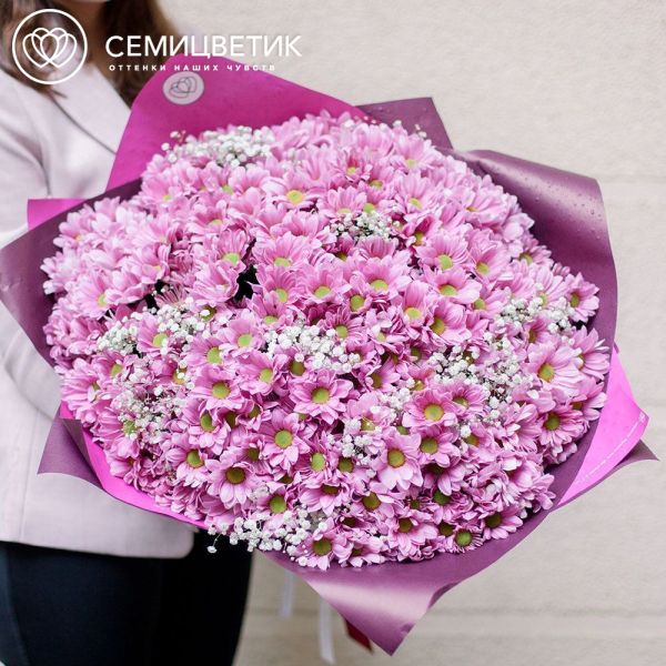 Букет из 51 кустовой розовой хризантемы с гипсофилой