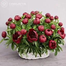 Композиция из 51 бордового пиона Premium в корзине