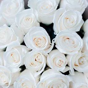 Букет из 25 белых роз 70 см (Эквадор) в кремовой пленке