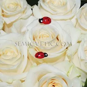 Композиция сердце из 25 белых роз (Эквадор) Vendela