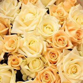 Букет из 25 кремовых и белых роз 50 см (Россия) в кремовой пленке
