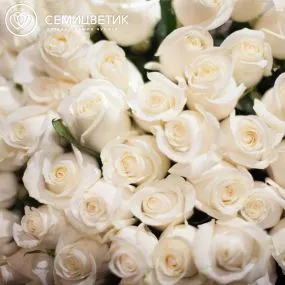 Букет из 51 белой розы Vendela 80 см (Эквадор)