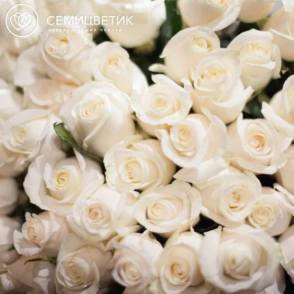 Букет из 51 белой розы Vendela 80 см (Эквадор)