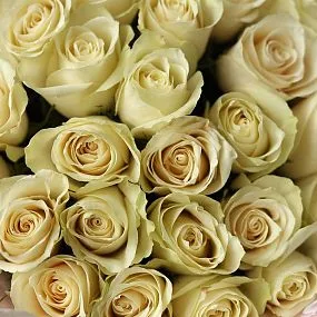 Букет из 25 белых роз Athena 60 см (Кения)