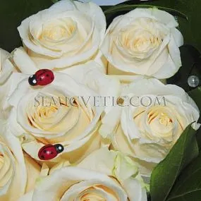 Композиция сердце из 25 белых роз (Эквадор) Vendela