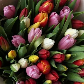 Букет из 51 тюльпана микс 40 см