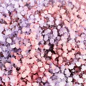 Букет из 9 розовых и сиреневых гипсофил