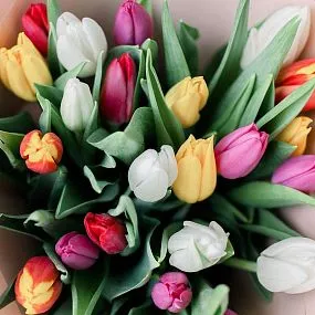 Букет из 25 тюльпанов микс 40 см