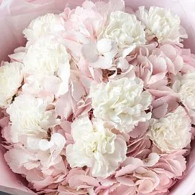 Букет из 3 розовых гортензий и 10 белых гвоздик в розовой пленке