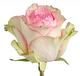 Роза (Эквадор) 70 см Esperance Розово-фисташковая поштучно