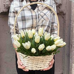 Композиция из 25 белых тюльпанов с фисташкой в корзине