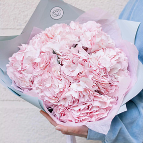 Букет из 7 розовых гортензий в голубой пленке