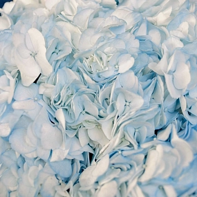 Букет из 7 голубых гортензий в белой пленке