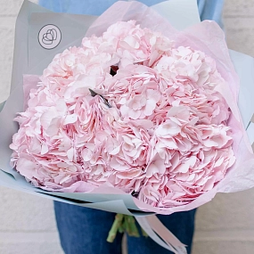 Букет из 7 розовых гортензий в голубой пленке