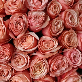 Букет из 51 пионовидной розы Kahala 50 см (Эквадор) в зеленой пленке