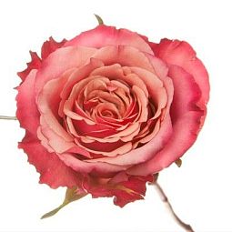 Роза (Эквадор) 50 см Toff Нежно-розовая поштучно