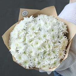 Букет из 15 белых кустовых хризантем в кремовой пленке