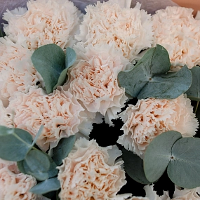 Букет из 15 кремовых гвоздик с эвкалиптом в кремовой пленке