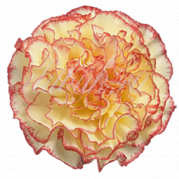 Гвоздика Одноголовая Голландия Желтая с розовой каймой поштучно
