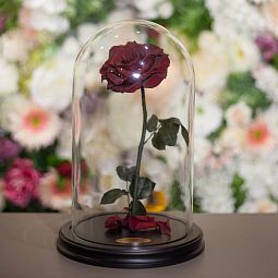 Тёмно-красная роза в колбе 33 см