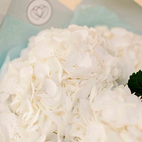 Букет из 7 белых гортензий в белой пленке
