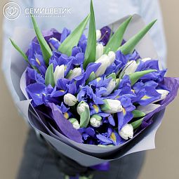 Бело-синий свадебный букет  из 15 синих ирисов и 20 белых тюльпанов
