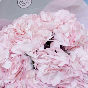 Букет из 7 розовых гортензий в голубой пленке